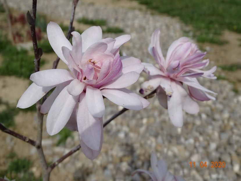 magnolia stellata Chrysanthemumiflora - z-Dobarland 2020