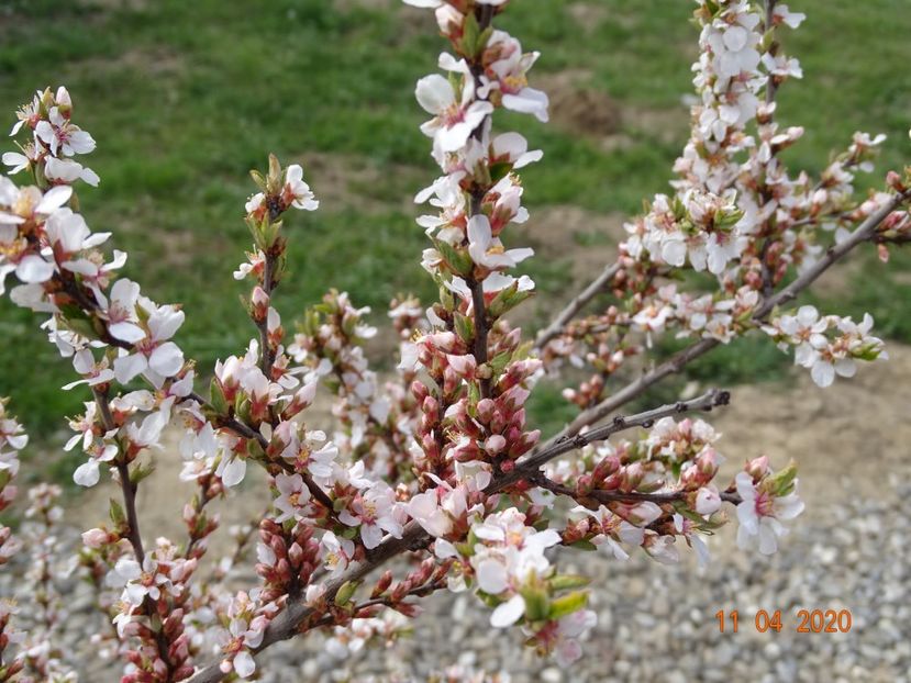 prunus tomentosa - z-Dobarland 2020