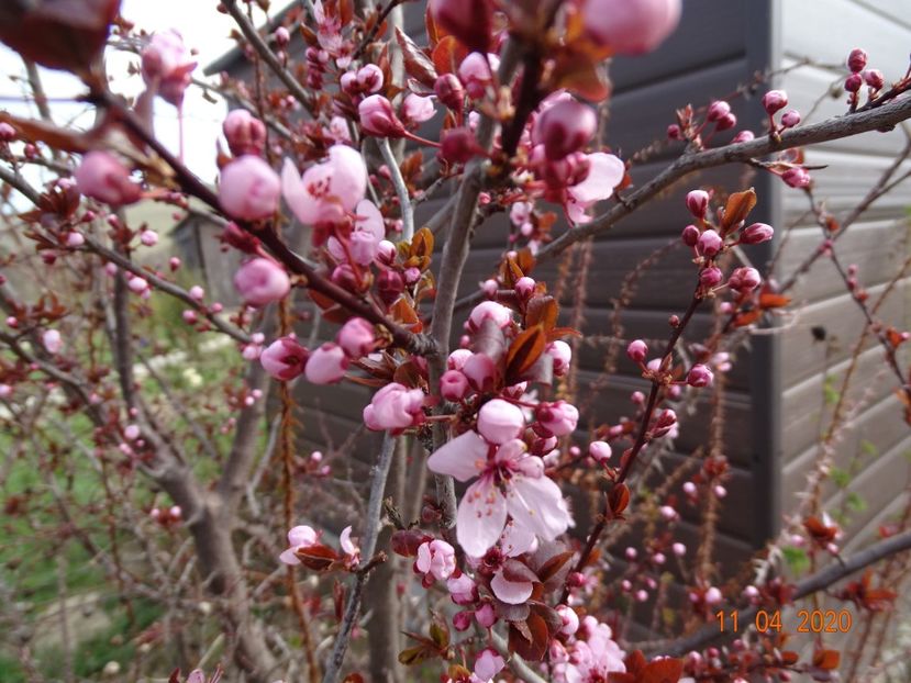 prunus cerasifera Nigra - z-Dobarland 2020