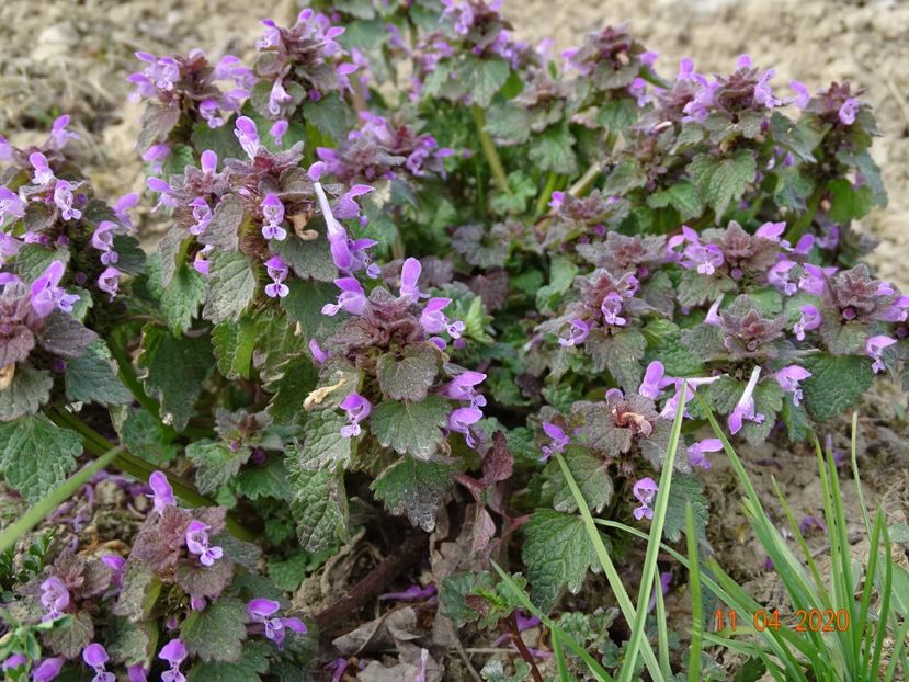 lamium purpureum - z-Dobarland 2020