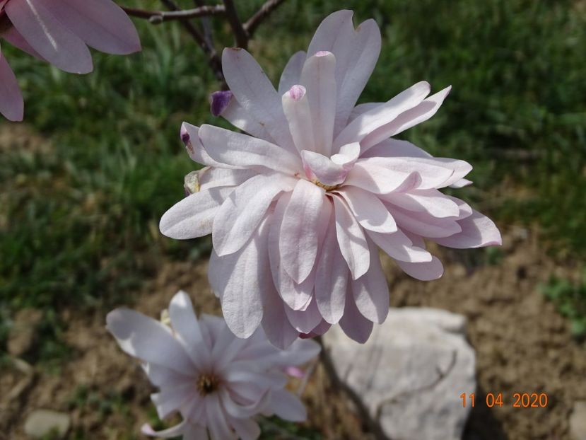 magnolia stellata Chrysanthemumiflora - z-Dobarland 2020