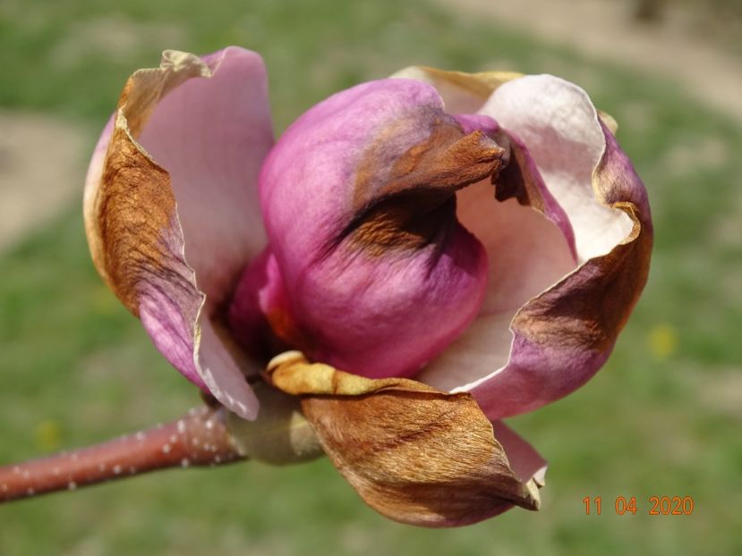 magnolia Rustica Rubra compromisa anul asta - z-Dobarland 2020