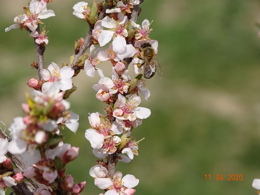 prunus tomentosa - z-Dobarland 2020