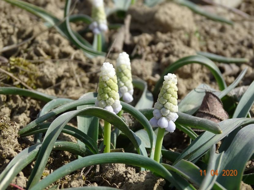 muscari botryoides Album - z-Dobarland 2020