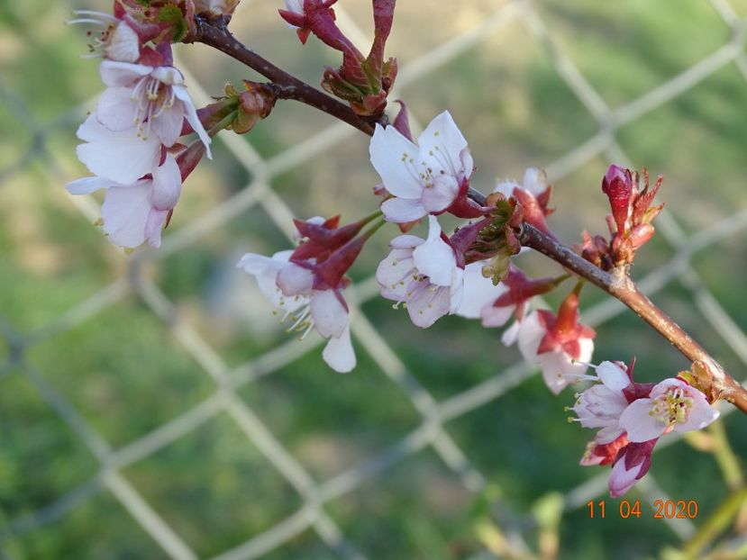 prunus Ruby pui - z-Dobarland 2020