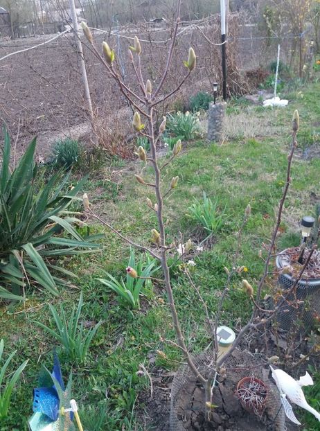 magnolia susan in pragul infloririi - primavara 2020