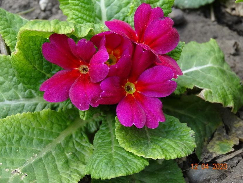 primula acaulis - Primule 2020