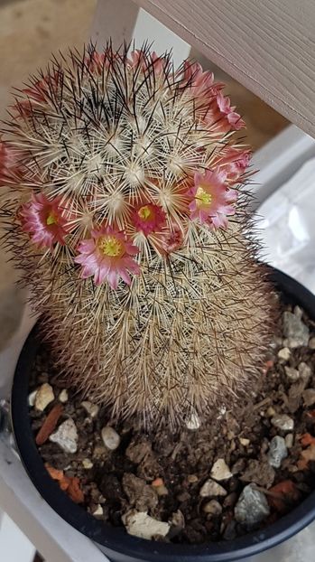 Mammillaria microhelia - Mammillaria