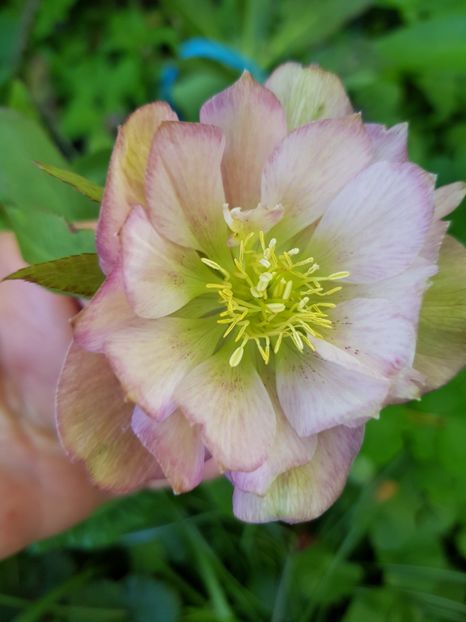  - Spânz helleborus 2020