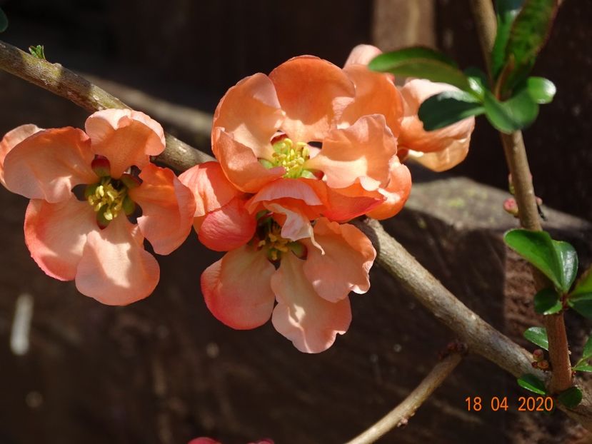 chaenomeles Salmon Horizon - z-Dobarland 2020