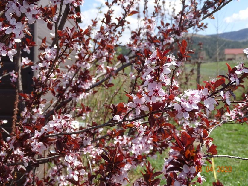 prunus cerasifera Nigra - z-Dobarland 2020