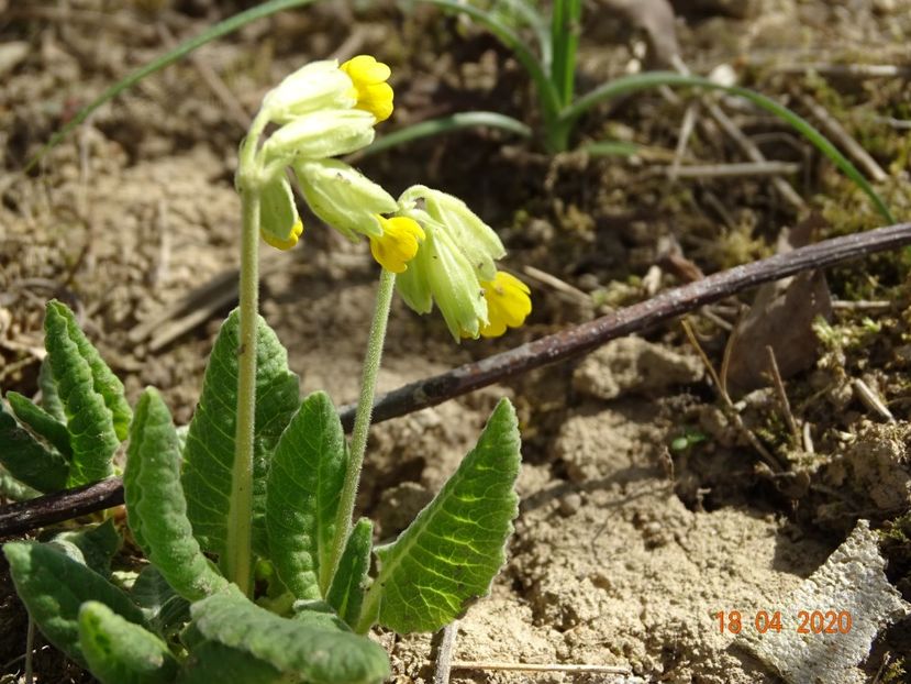 primula veris - z-Dobarland 2020