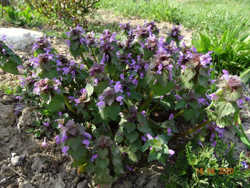 lamium purpureum - z-Dobarland 2020