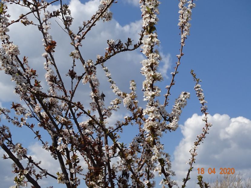 prunus cerasifera Trailblazer - z-Dobarland 2020