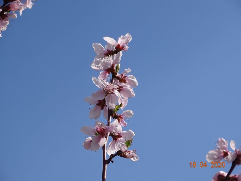 prunus persica - z-Dobarland 2020