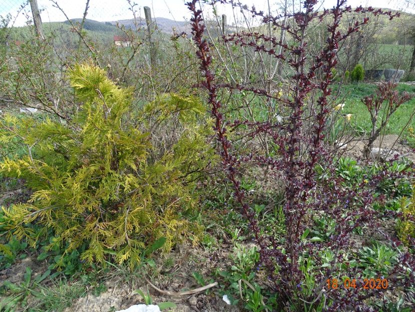 berberis thunbergii Carmen - z-Dobarland 2020