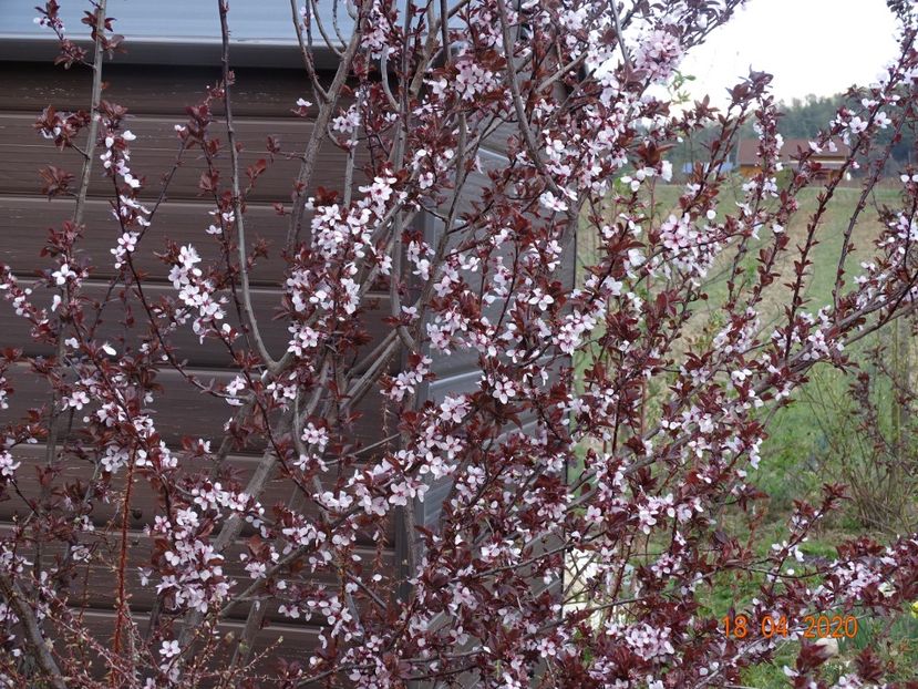 prunus cerasifera Nigra - z-Dobarland 2020