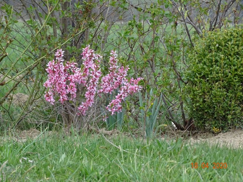 prunus tenella Fire Hill - z-Dobarland 2020