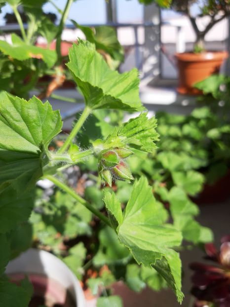  - Plante de balcon si camera - 2019 - 2020