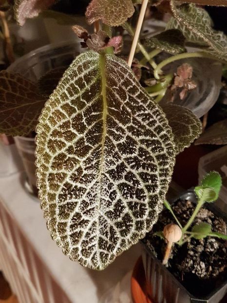 thumbnail - 2020-04-20T143642.983 - EPISCIA 2020