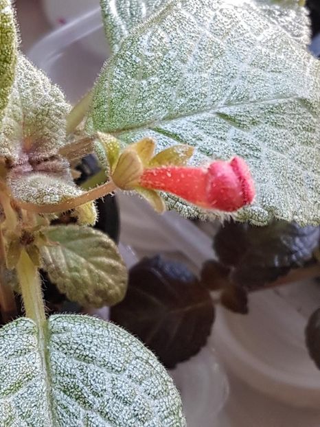 thumbnail - 2020-04-20T143745.805 - EPISCIA 2020