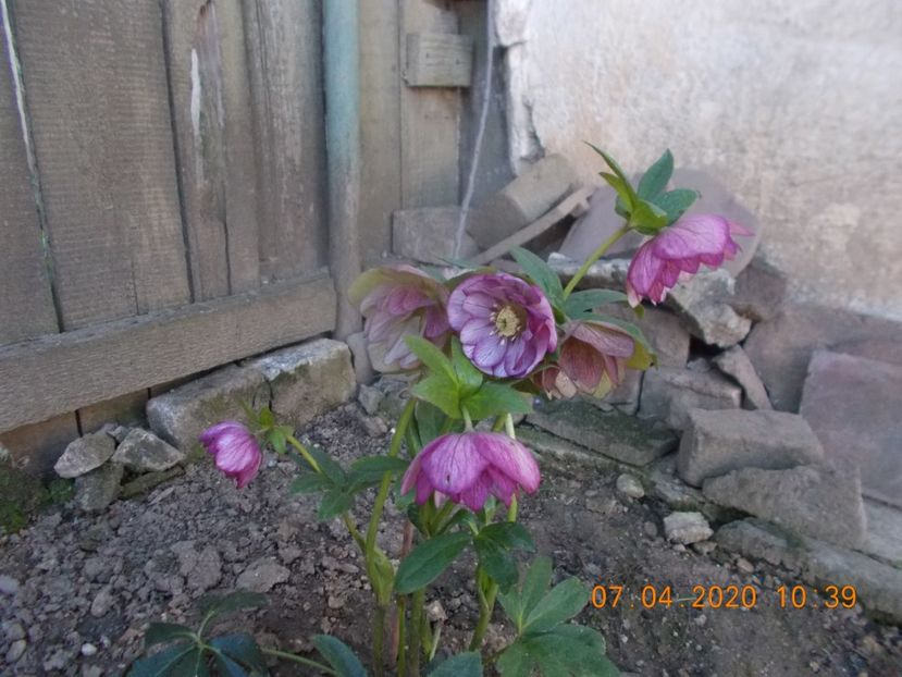  - HELLEBORUS 2020-2021-2022