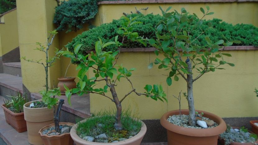 Mar decorativ & Feijoa (Acca sellowiana) - Bonsai si prebonsai 2018-2020