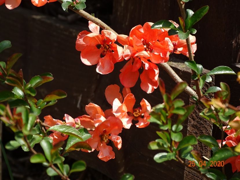 chaenomeles Salmon Horizon - z-Dobarland 2020