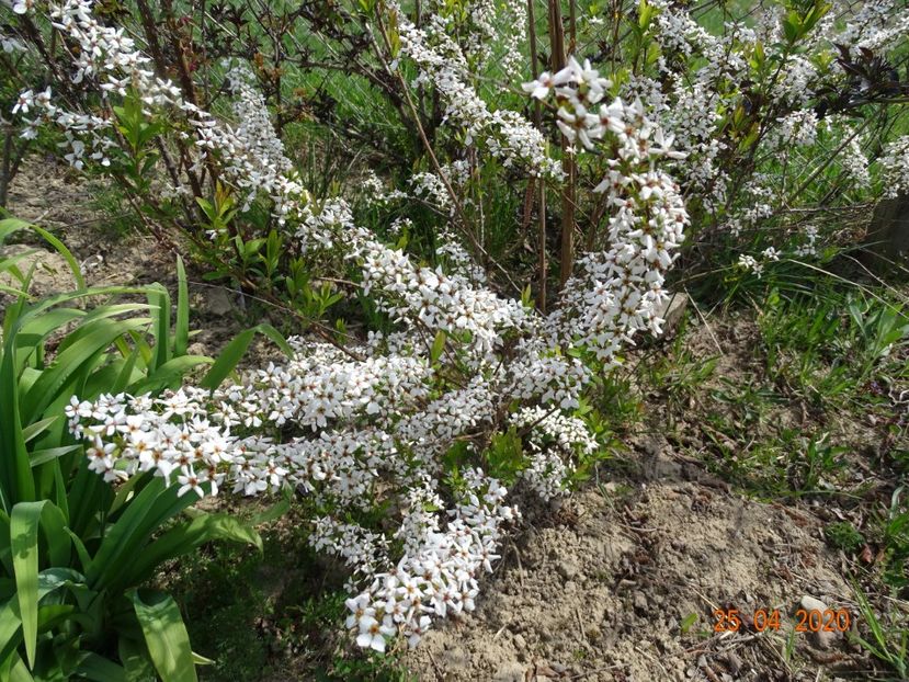 spiraea Fujino Pink - z-Dobarland 2020