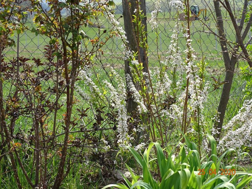 sambucus Guincho Purple si spiraea Fujino Pink - z-Dobarland 2020