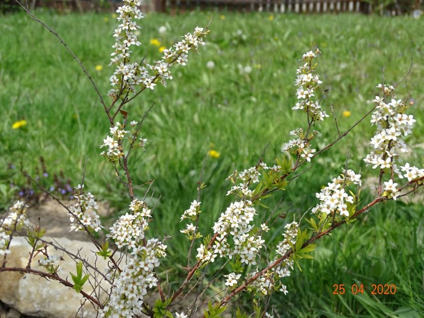 spiraea thunbergii Ogon - z-Dobarland 2020