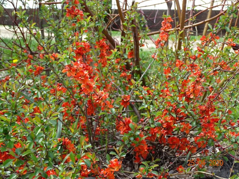 chaenomeles Fire dance - z-Dobarland 2020