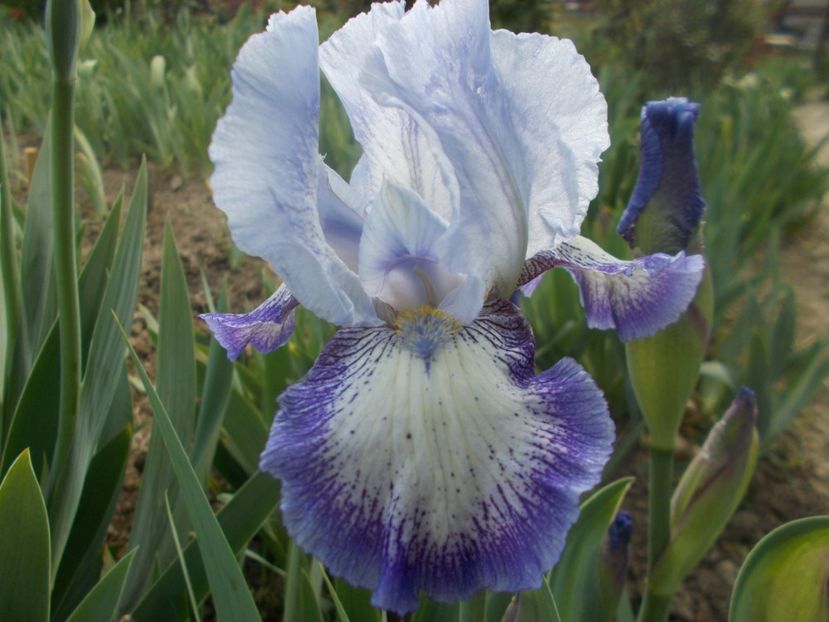 MISTIGRI - Irisi -2020 Barbata Elatior si intermedia