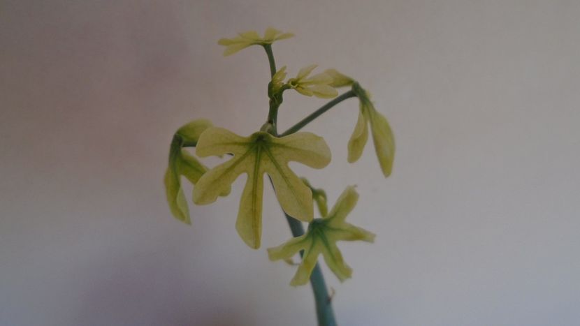 Adenia glauca, inceput de vegetatie - Caudiciforme - pachycaule si bulboase 2020