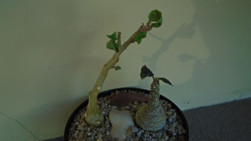 Dorstenia foetida & Dorstenia hildebrandtii - Caudiciforme - pachycaule si bulboase 2020