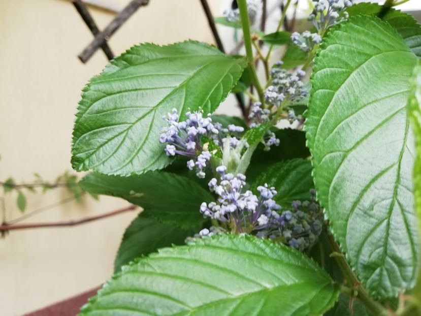 Ceanothus - Grădina 2020 continuare 1