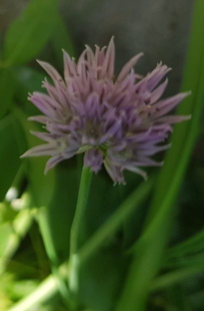  - Allium 2020 21 22