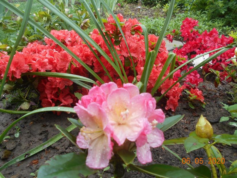 Rododendron Percy Wiseman - 1Azalee-rhododendroni-heleborusi-hortensii-hoste 2020