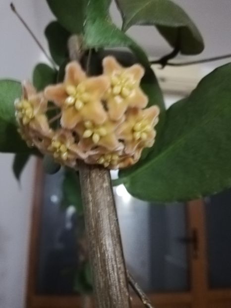  - Hoya ischnopus