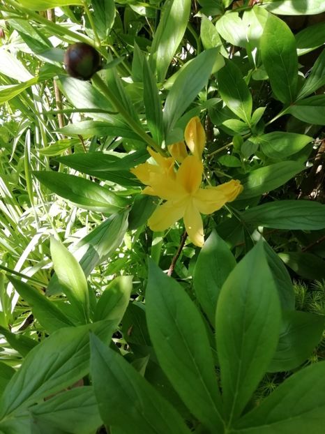 Azalea mollis Goldtopas- uscată - Rhododendron