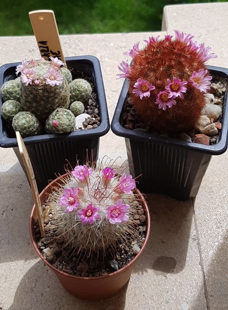 Trio inflorit - Mammillaria