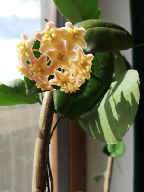  - Hoya ischnopus