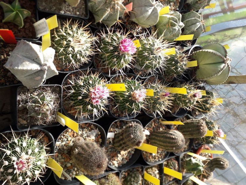 Echinofosulocactus violaciflorus grup inflorit - Cactusi înfloriti 2020