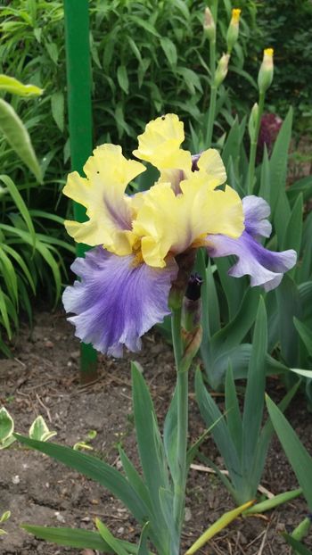 iris germanica "edith wolford" - Gradina si terasa PrimaLuce_7-Hello 2020