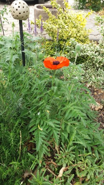 papaver orientale - Gradina si terasa PrimaLuce_7-Hello 2020