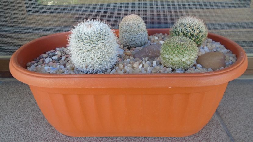 Grup de 4 Mammillaria - Cactusi 2020 evolutie primavara