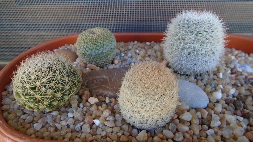 Grup de 4 Mammillaria - Cactusi 2020 evolutie primavara