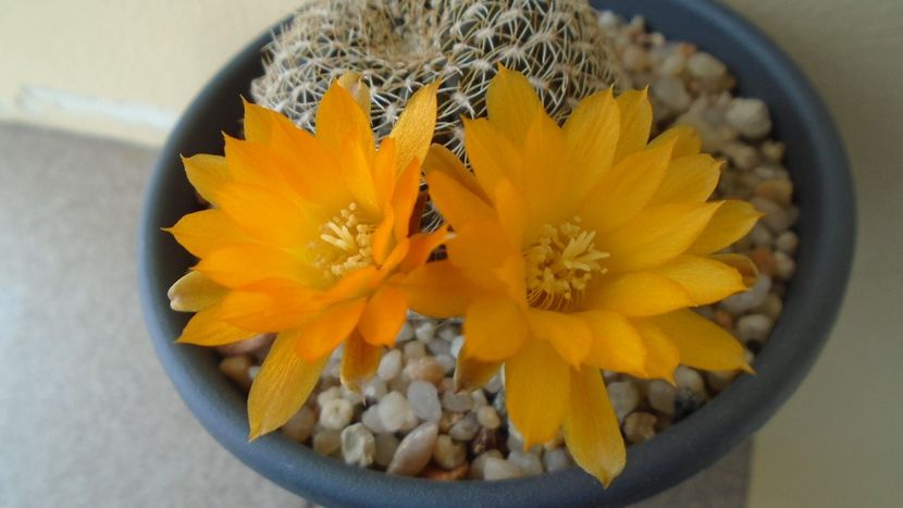 Rebutia arenacea - Cactusi 2020 evolutie primavara