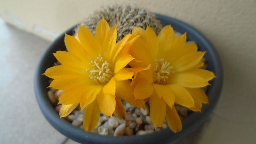 Rebutia arenacea - Cactusi 2020 evolutie primavara