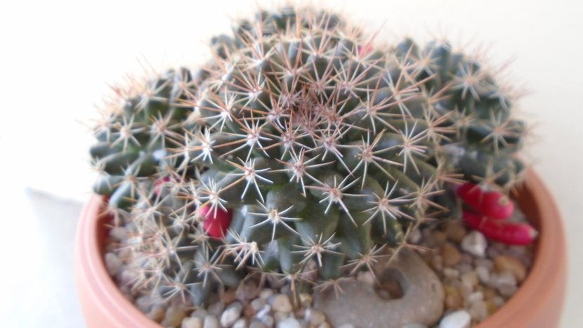 Mammillaria mammillaris - Cactusi 2020 evolutie primavara